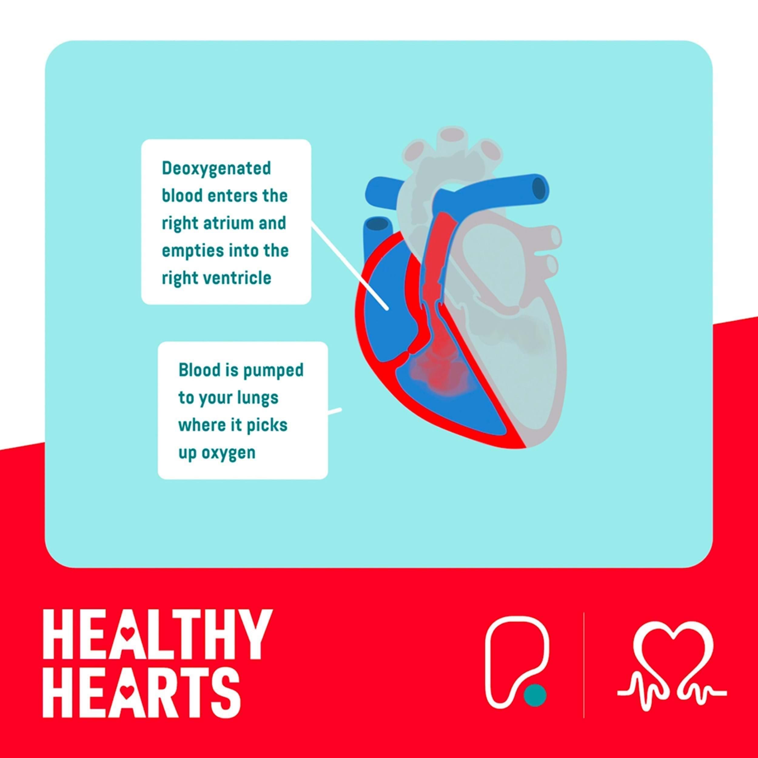 heart right side